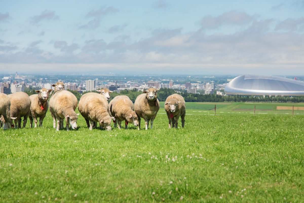 🐑 삿포로 히쓰지가오카 전망대 이미지 1
